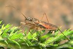 nabidae-nabis-rugosus2-foto-koehler