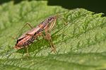 nabidae-nabis-rugosus2-foto-vanderkrieken