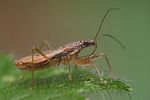 nabidae-nabis-rugosus2-foto-weisenboehler