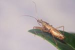 nabidae-nabis-rugosus3-foto-koehler