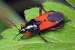 nabidae-prostemma-aeneicolle-foto-loboda