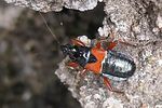 nabidae-prostemma-guttula-foto-folz