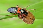 nabidae-prostemma-guttula-foto-stemmer