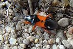 nabidae-prostemma-guttula-foto-zawischa