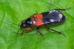 nabidae-prostemma-sanguineum-foto-loboda