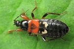 nabidae-prostemma-sanguineum2-foto-loboda
