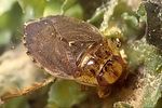 naucoridae-ilyocoris-cimicoides-foto-gogala