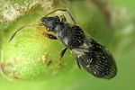 oxycarenidae-microplax-albofasciata-foto-loboda