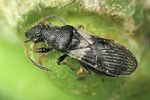 oxycarenidae-microplax-albofasciata2-foto-loboda