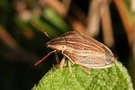 pentatomidae-aelia-acuminata-foto-gregg