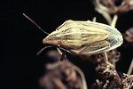 pentatomidae-aelia-acuminata-foto-guenther