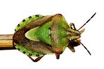 pentatomidae-antheminia-lunulata-foto-dvorak