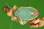 pentatomidae-brachynema-cinctum-foto-rieger