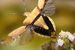 pentatomidae-carpocoris-fuscispinus-flug-foto-koehler