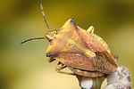 pentatomidae-carpocoris-fuscispinus-foto-koehler