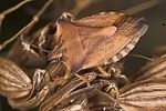 pentatomidae-carpocoris-fuscispinus-foto-suvak
