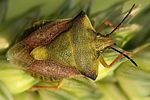 pentatomidae-carpocoris-fuscispinus2-foto-hamm
