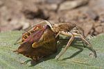 pentatomidae-carpocoris-purpureipennis-spider