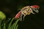 pentatomidae-dolycoris-baccarum-flight-foto-jschmidt