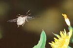 pentatomidae-dolycoris-baccarum-flug-foto-jschmidt