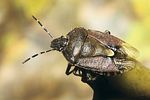 pentatomidae-dolycoris-baccarum-foto-faasen