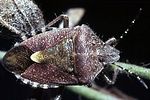 pentatomidae-dolycoris-baccarum-foto-guenther