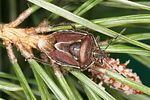 pentatomidae-eudolycoris-alluaudi-foto-rieger