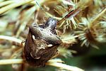 pentatomidae-eysarcoris-aeneus-foto-guenther