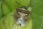 pentatomidae-eysarcoris-aeneus-foto-libeer