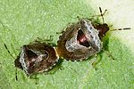 pentatomidae-eysarcoris-fabricii-foto-furlin