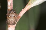 pentatomidae-eysarcoris-ventralis-foto-jas