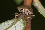 pentatomidae-eysarcoris-ventralis2-foto-jas