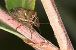 pentatomidae-eysarcoris-ventralis3-foto-jas
