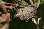 pentatomidae-halyomorpha-halys-foto-wermelinger
