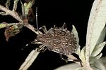 pentatomidae-halyomorpha-halys-juv2-foto-wermelinger