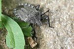 pentatomidae-mustha-spinosula-foto-precey