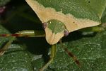 pentatomidae-nezara-viridula-detail-foto-kremer