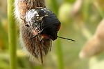 pentatomidae-nezara-viridula-juv-foto-dinicola
