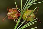 pentatomidae-palomena-prasina-paar2-foto-renke
