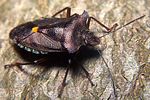 pentatomidae-pentatoma-rufipes2-foto-koehler