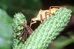 pentatomidae-picromerus-bidens-eats-mirmicoides-foto-gossner