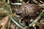 pentatomidae-podops-inuncta-foto-guenther
