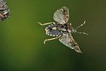 pentatomidae-rhaphigaster-nebulosa-flight2-foto-jschmidt
