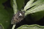 pentatomidae-rhaphigaster-nebulosa-foto-winzer