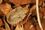pentatomidae-sciocoris-sulcatus-foto-rieger