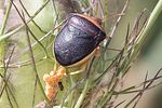 pentatomidae-ventocoris-rusticus3-foto-megroz