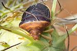 pentatomidae-ventocoris-rusticus5-foto-megroz