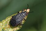 pyrrhocoridae-pyrrhocoris-marginatus-foto-rindlisbacher