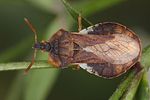 reduviidae-phymata-crassipes-foto-koehler
