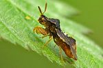 reduviidae-phymata-crassipes-foto-wmueller